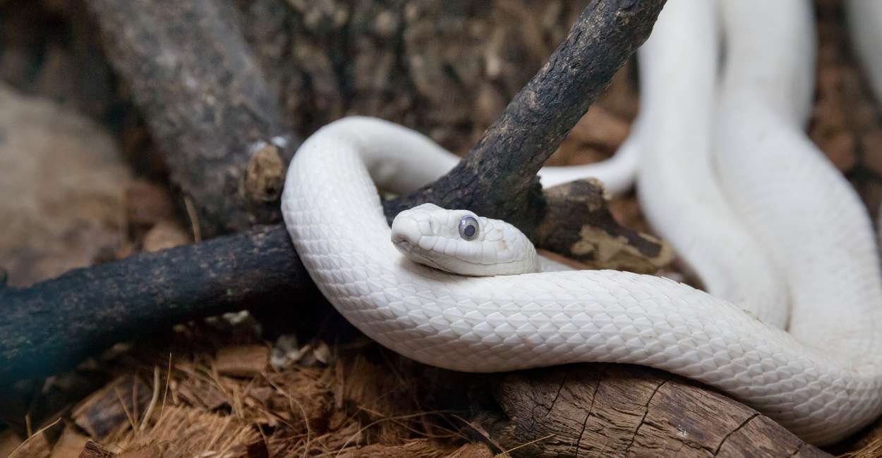 The Biblical Meaning of a White Snake in Your Dream