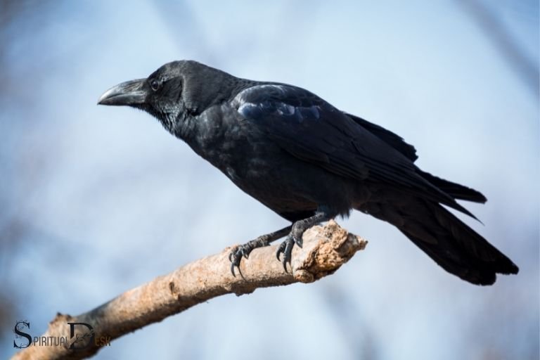 The Meaning of a Single Black Crow