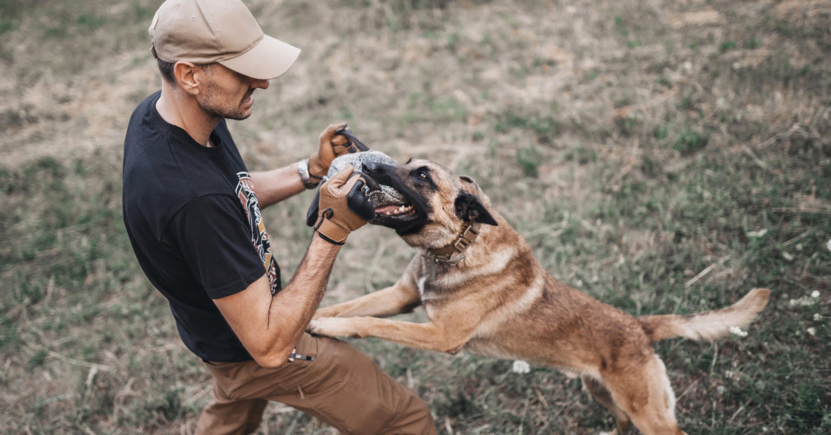 The Meaning Behind Your Dream About a Dog Biting You