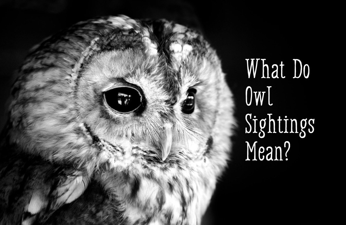 Understanding the Symbolism Behind Seeing an Owl