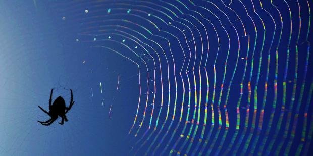 Discover the Fascinating Giant Spider Dream Meaning