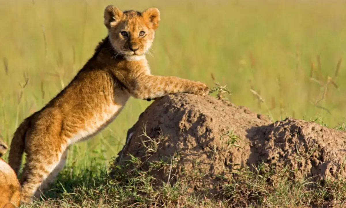 Unlocking the Mystical Meaning of Lioness Dreams